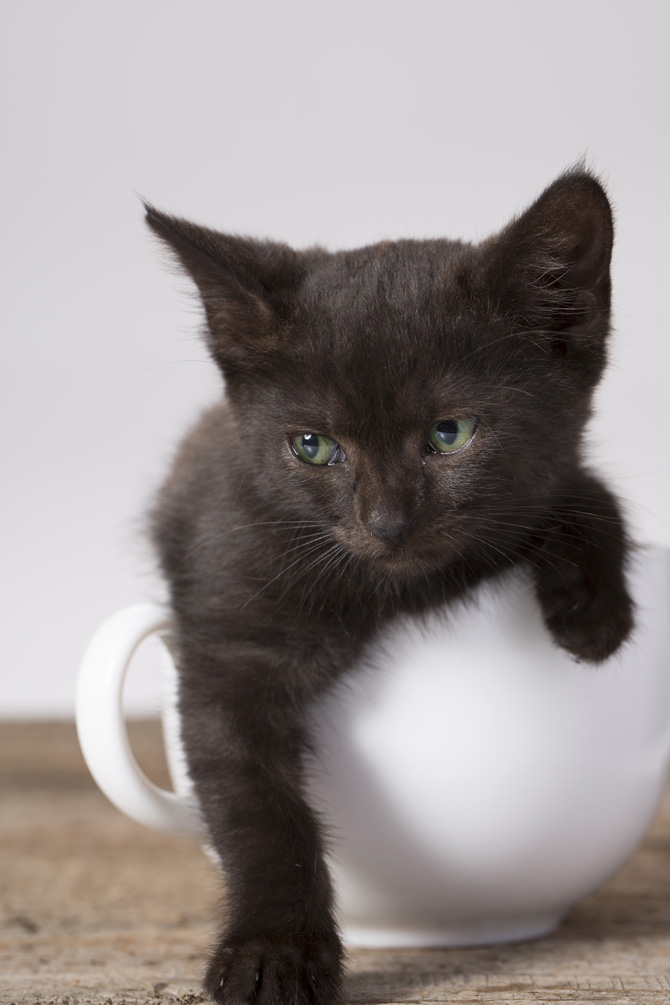 Prima di prendere il tè delle 5: tazza con cucciolo di gatto!