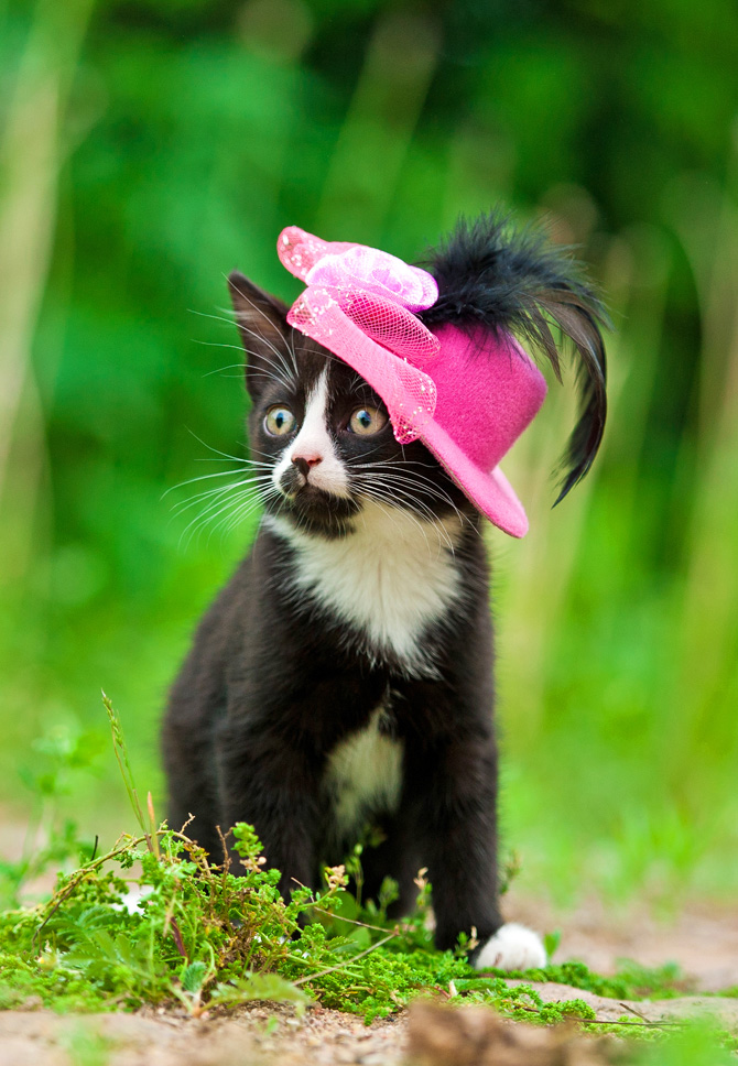 Cappello di una bambola e cucciolo di gatto: otterrai un effetto fiabesco nella tua fotografia!
