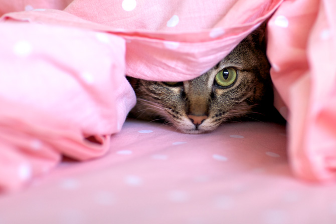 Sotto le coperte!