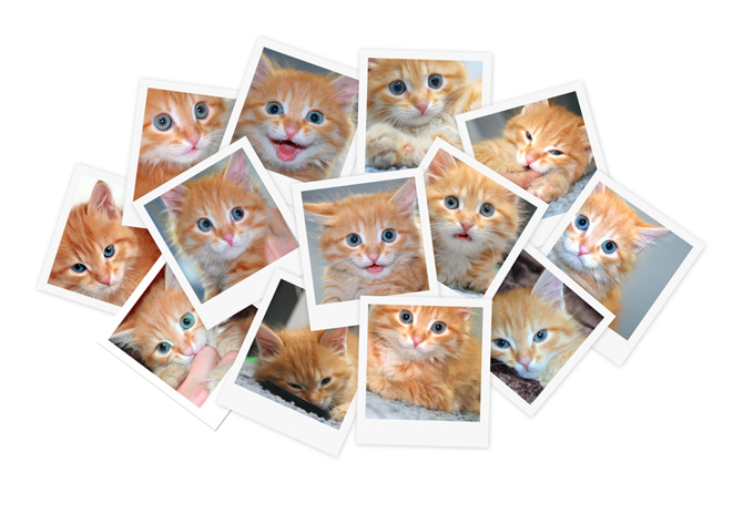 Qual è l’animale più fotografato? Qual è l’animale più fotografato?