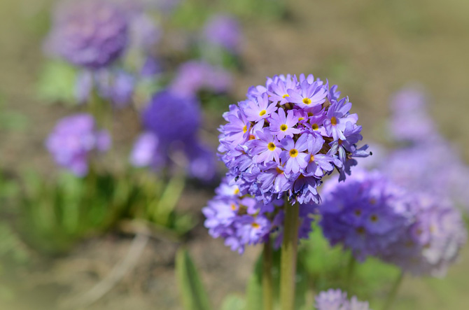 15 bellissime foto per celebrare l’arrivo della primavera! 15 bellissime foto per celebrare l’arrivo della primavera!