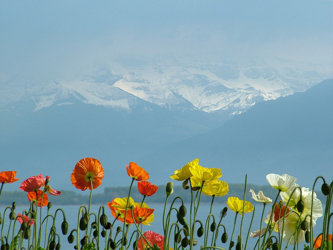 15 bellissime foto per celebrare l’arrivo della primavera! 15 bellissime foto per celebrare l’arrivo della primavera!