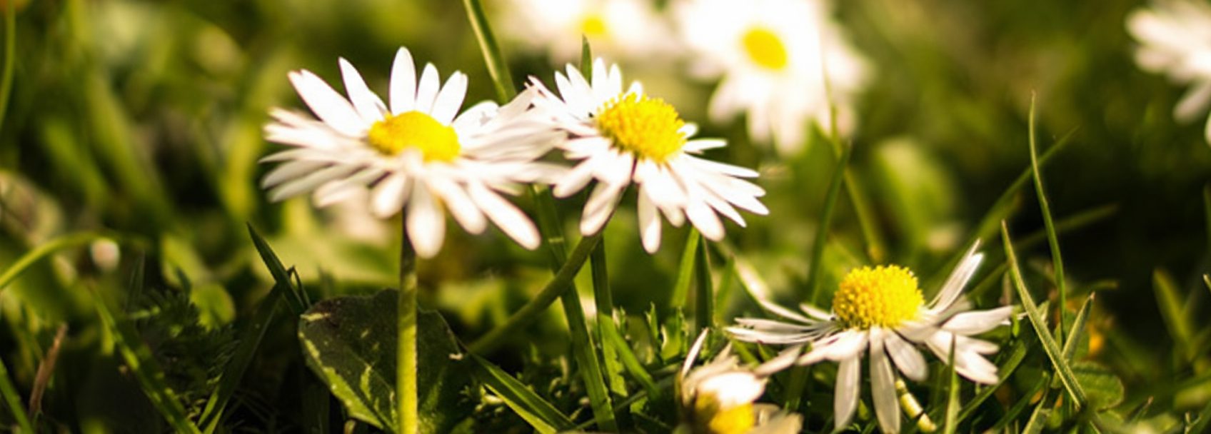 foto di primavera