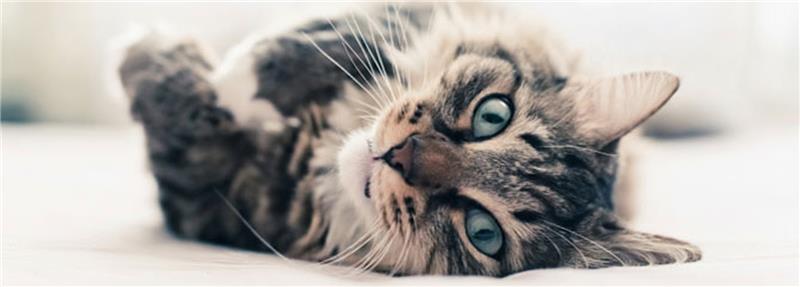 world cat day