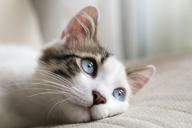 World Cat Day: auguri a tutti i mici del mondo! World Cat Day: auguri a tutti i mici del mondo!