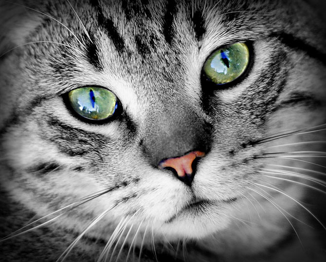 World Cat Day: auguri a tutti i mici del mondo! World Cat Day: auguri a tutti i mici del mondo!