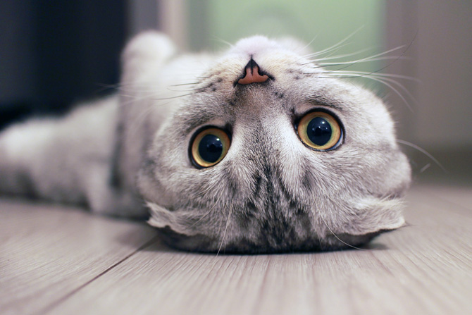 World Cat Day: auguri a tutti i mici del mondo! World Cat Day: auguri a tutti i mici del mondo!