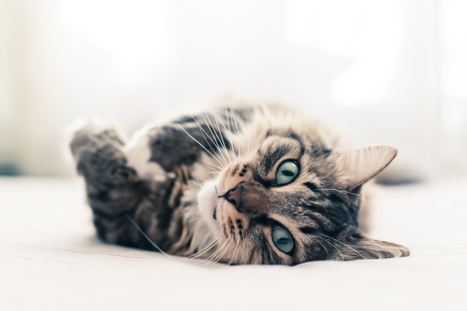 World Cat Day: auguri a tutti i mici del mondo! World Cat Day: auguri a tutti i mici del mondo!