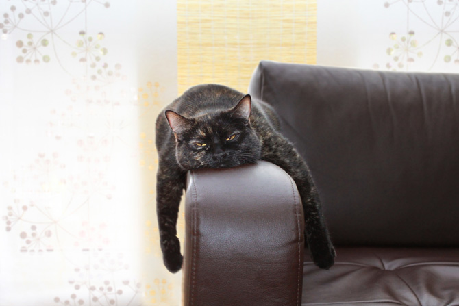 World Cat Day: auguri a tutti i mici del mondo! World Cat Day: auguri a tutti i mici del mondo!
