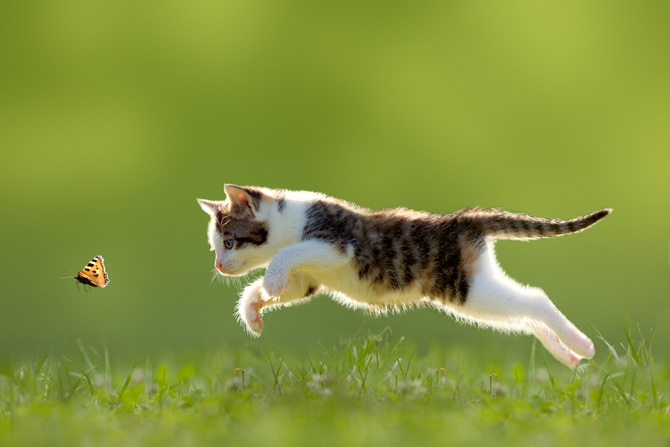 World Cat Day: auguri a tutti i mici del mondo! World Cat Day: auguri a tutti i mici del mondo!