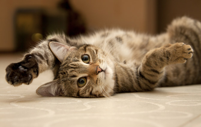 World Cat Day: auguri a tutti i mici del mondo! World Cat Day: auguri a tutti i mici del mondo!
