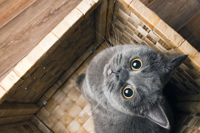 World Cat Day: auguri a tutti i mici del mondo! World Cat Day: auguri a tutti i mici del mondo!