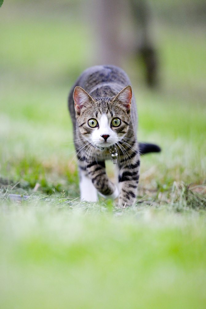 World Cat Day: auguri a tutti i mici del mondo! World Cat Day: auguri a tutti i mici del mondo!