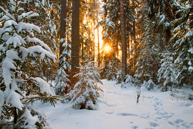 7 consigli per scattare foto bellissime sulla neve! 7 consigli per scattare foto bellissime sulla neve!