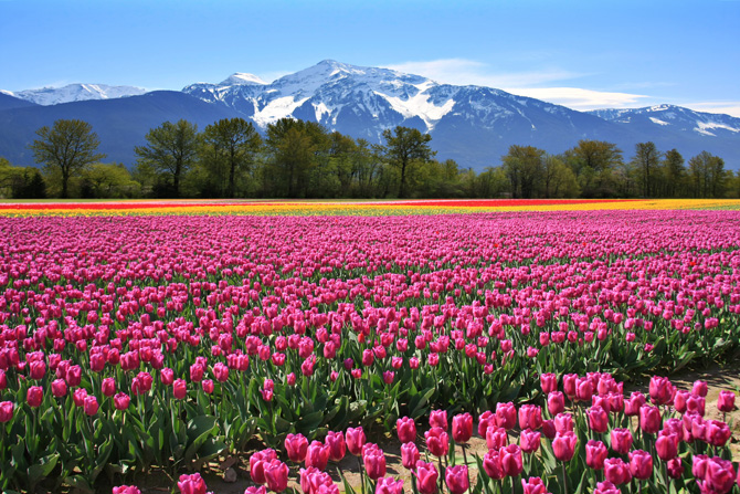 Aria di primavera in 11 coloratissimi scatti tra campagna e città!