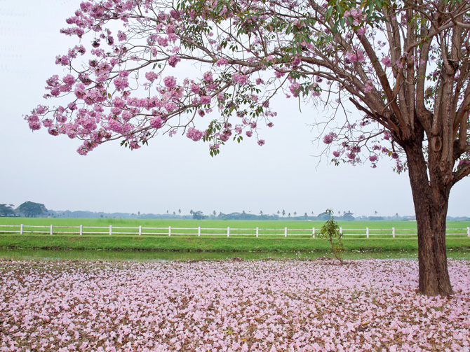 Aria di primavera in 11 coloratissimi scatti tra campagna e città!