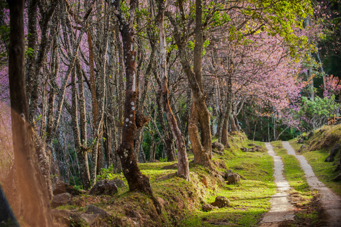 Aria di primavera in 11 coloratissimi scatti tra campagna e città!