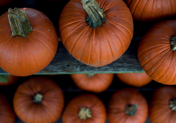Foto Halloween zucche