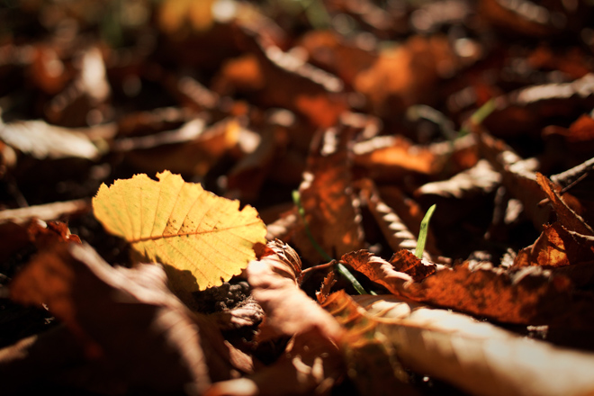 Nature Photography Day