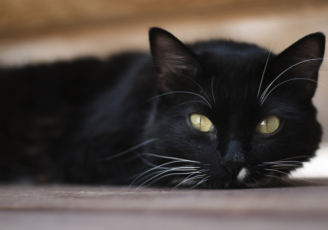 Gatto Nero Day