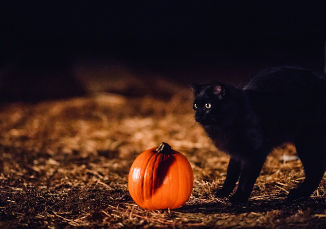 Gatto Nero Day