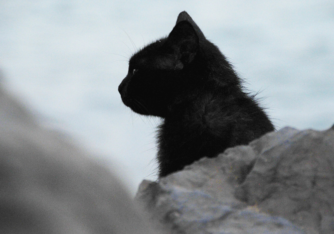 Gatto Nero Day