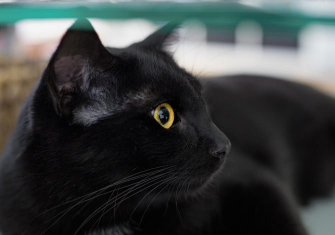 Gatto Nero Day