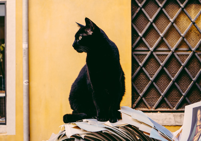 Gatto Nero Day