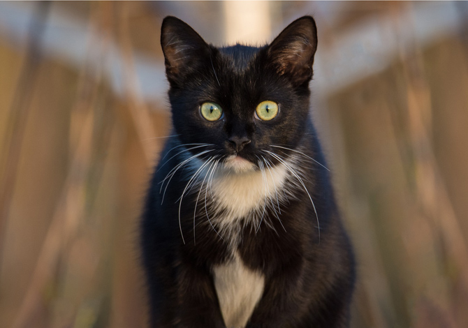 Gatto Nero Day