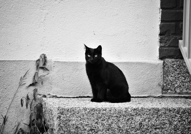 Gatto Nero Day