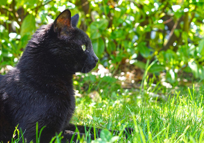 Gatto Nero Day