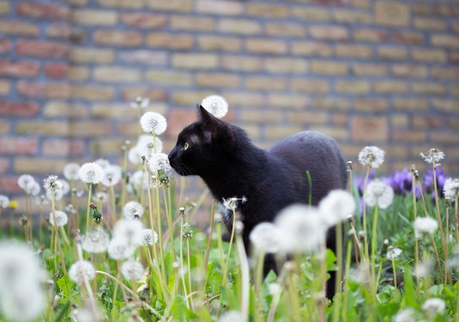 Gatto Nero Day