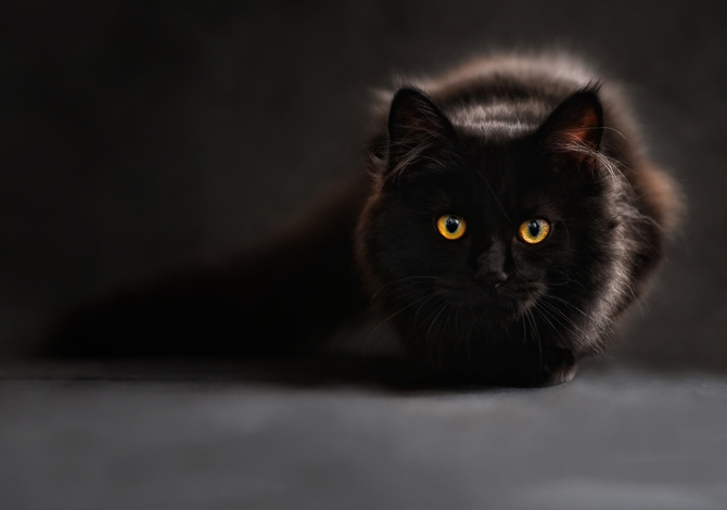 Gatto Nero Day