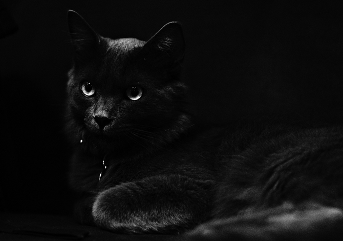 Gatto Nero Day