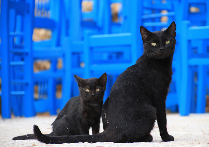 Gatto Nero Day