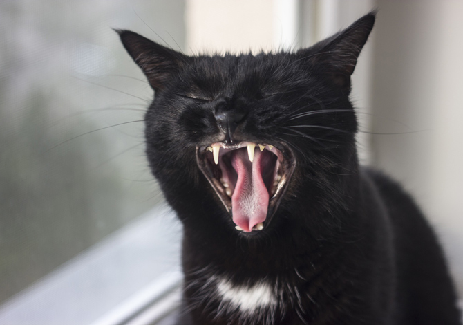 Gatto Nero Day
