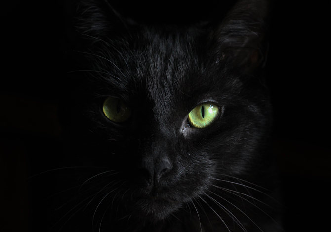 Gatto Nero Day