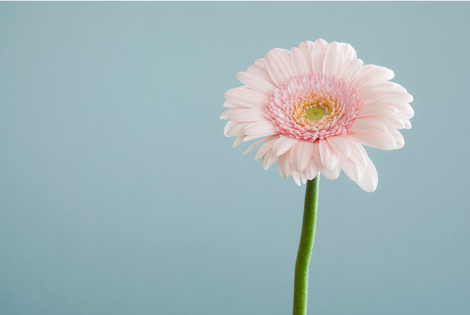 stampa-foto-primavera-gerbera-rosa