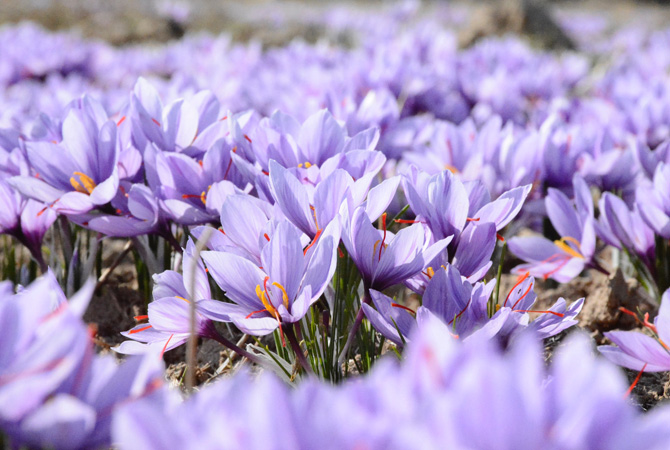 stampa-foto-primavera-violette