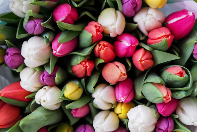 stampa-foto-primavera-tulipani