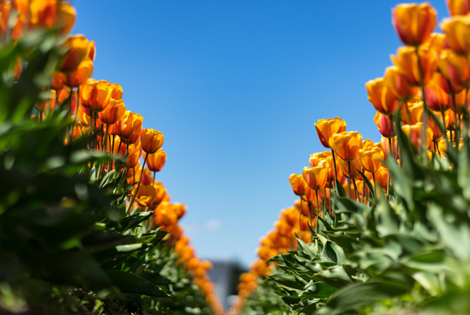 stampa-foto-primavera-prato-tulipani-arancioni