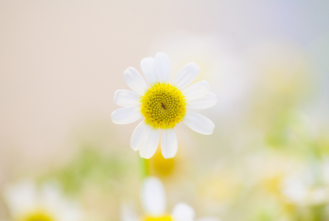 stampa-foto-primavera-margherita
