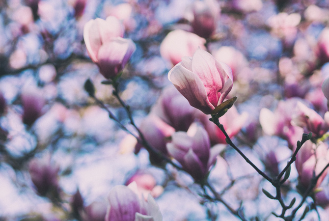 stampa-foto-primavera-albero-fiorito