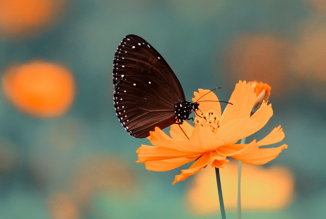 stampa-foto-primavera-fiore-farfalla