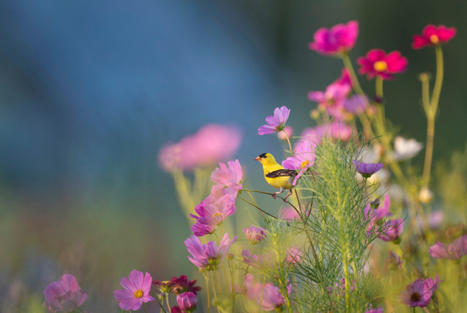 stampa-foto-primavera-fiori-di-campo-uccellino
