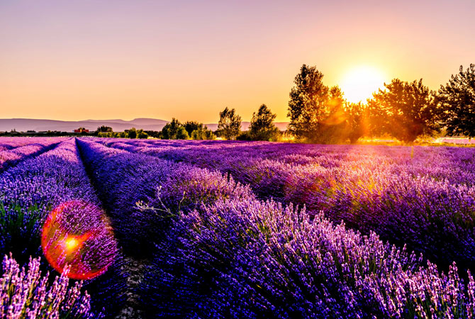 stampa-foto-primavera-campo-di-lavanda