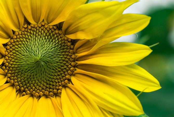 stampa-foto-primavera-girasole