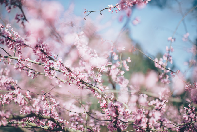 stampa-foto-primavera-pesco-fiorito