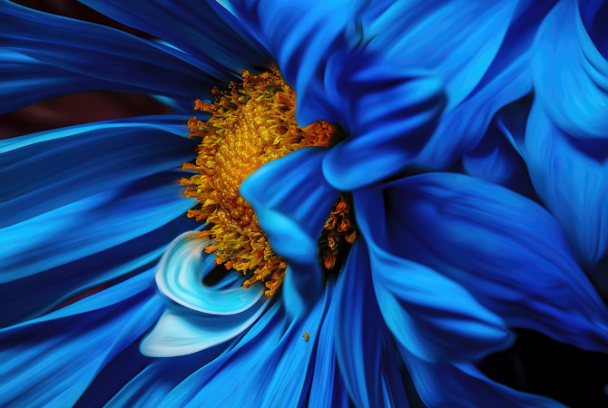 stampa-foto-primavera-margherita-blu