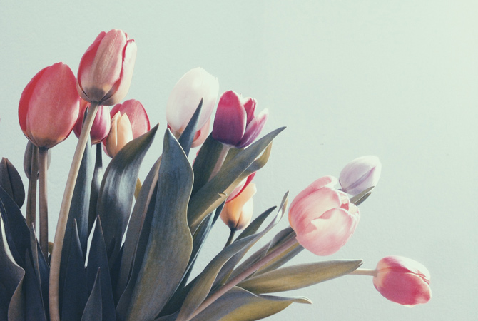stampa-foto-primavera-tulipani